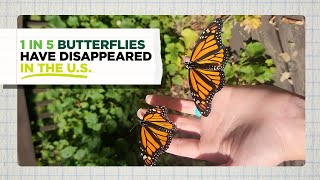 New Study Reveals Butterflies Are Disappearing Across the U.S.