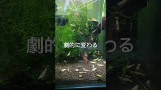 レッドビーシュリンプ【活性絶好調】