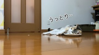 マタタビで酔う猫酔わぬ猫