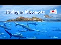 Diving in Mikomoto