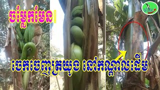 ចម្លែកមែន!ចេកចេញត្រយូងនៅកណ្តាលដើមបង្កការវែកញែកផ្អើលពេញហ្វេសប៊ុក..!