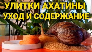 Улитки Ахатины - уход и содержание