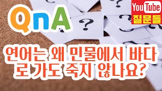 연어는 왜 민물에서 바다로 가도 죽지 않나요?