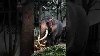 Rare Video of Elephants Eating and Trumpeting in a Home Garden Paradise