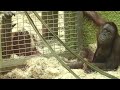 orangutan baby s heartwarming reunion with dad