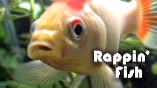 Rappin' Fish - Goldfish Rapping #shorts