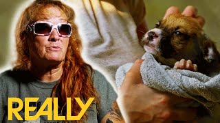 Chained Up And Abandoned Dogs & Puppies Rescued | Pit Bulls and Parolees