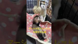 マーシャルフェレットの赤ちゃんの遊びの時間♬　中野店