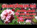 Geranium enkawl dan | Planting Geranium plant #aizawl #mizoram #mizo #flowers #beautiful #viral