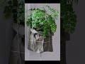 plants decoration ideas 💡 short shorts shortvideo plants subscribe