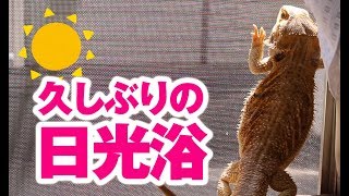 【日光浴】フトアゴヒゲトカゲ☆おちょこさん経過報告 BeardedDragon