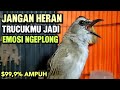 TRUCUKAN GACOR sangat AMPUH memancing EMOSI trucuk DIAM dan buat PANCINGAN TRUCUKAN agar bunyi NYAUT