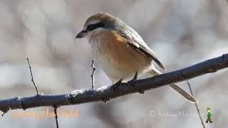 Bull-headed shrike mobbing an Eastern Buzzard, etc.