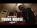 Young Moose 