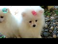 পমেরিয়ান কুকুরের দাম pomeranian dog price in bangladesh pet world