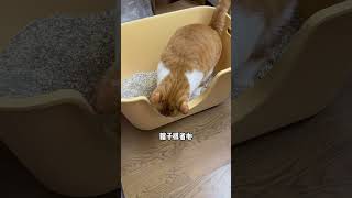 失去眼睛的猫咪看不到怎么办？会影响他的生活吗？| 猫德小卖部 #shorts #領養 #流浪猫