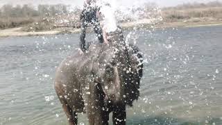 Elephant bath:)