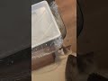 ホラー猫 かわいい猫 ラグドール 双子猫 猫のいる暮らし cat cute ねこ好き funnycat