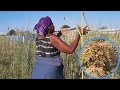 Drought's DEVASTATING Impact on Northern Namibia's Farmers