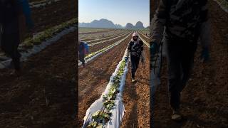 Japanese Pumpkin Farming Techniques #farming #agriculture