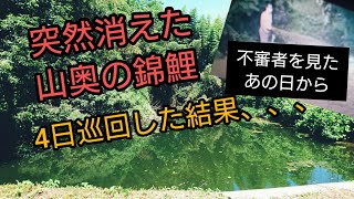 【消えた錦鯉】不審者を見たあの日から、、４日間野池パトロールした結果、、　飼育　自宅池　大型水槽　#錦鯉　濾過槽　当歳　#nisikigoi　ปลาคราฟ　#diy　gzg50