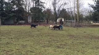 Junior Herd Dog - practice