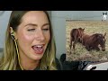 equestrian reacts to horses on tiktok