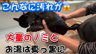 [衰弱猫保護]ノミだらけで2回洗ってもお湯が真っ黒にWhen I washed a cat full of fleas, the water turned black.