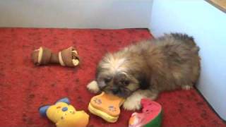 Agreatdog Shih Tzu Video  Gail  2 6-28