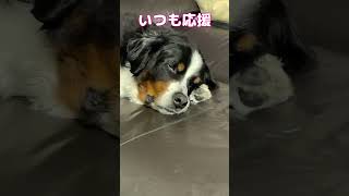 超大型犬KING７歳リンパ腫との戦い。今日も無事に終了 #超大型犬   #shorts