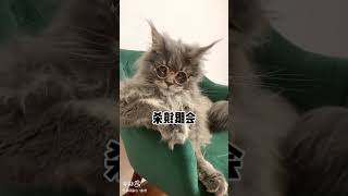 我家猫哪个动作最霸道？（你看了多少遍？） #霸总小福 #宠物天团 #缅因猫