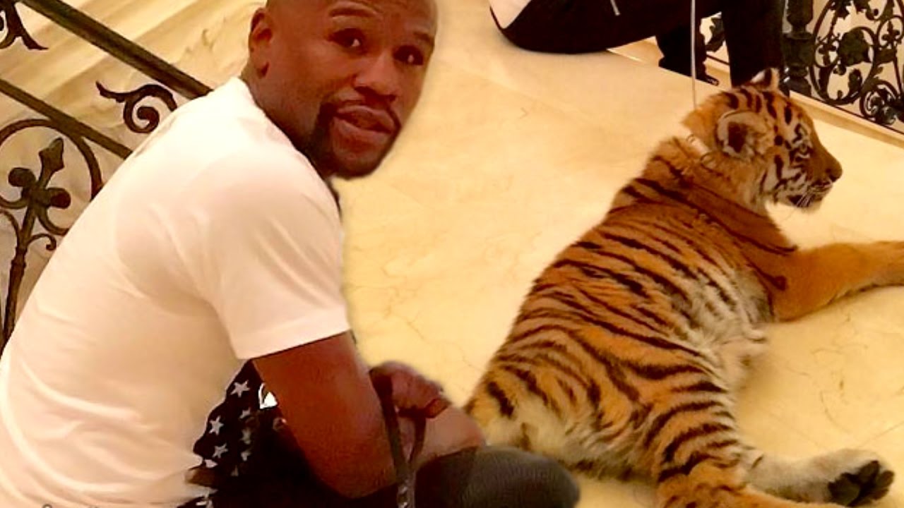 Celebrity Pets