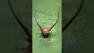 வித்தியாசமான சிலந்தி || Amazing Long Horned Spider || Tamil Info Share #shorts