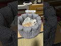 【チワワのミエル】視線だけ変わるミエルさん🐶 チワワとの暮らし チワワ chihuahua 癒し 今日のわんこ 犬のいる生活 dog 視線