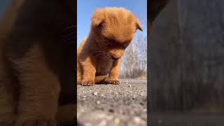 Dog shot at the right time Cute pet debut plan Dog Golden Sun original