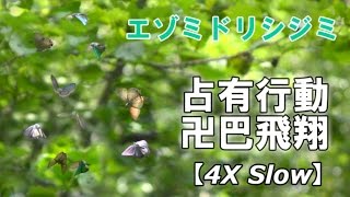 エゾミドリシジミ占有行動・卍巴【120fps:4倍スロー】/Jezo Green Hairstreak, territorial fight behavior.