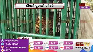 Jetpur : ત્રણ મહિનાથી આતંક મચાવનાર દીપડો ઝડપાયો | Gstv Gujarati News