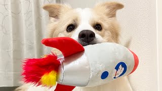 犬に新しいオモチャをプレゼントすると、それしか遊ばない【ボーダーコリー】