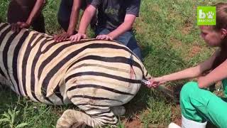 Zebra saved by quick thinking rescue team after being caught in poacher’s snare