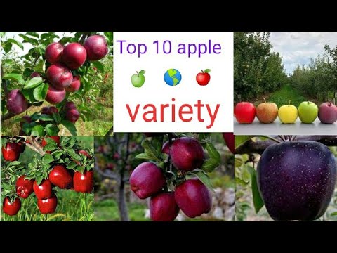 Which is the best apple variety in India?