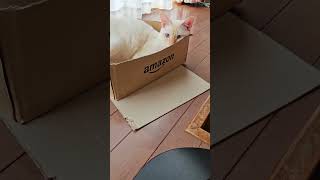 『Amazon猫』＃short＃猫＃白猫＃ネコ＃段ボール＃Amazon＃すっぽり＃おさまる