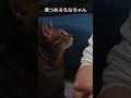 【 shorts】甘えたくてたくさんお喋りするキジトラねこ