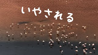 高地の厳しい自然で生きる動物たち