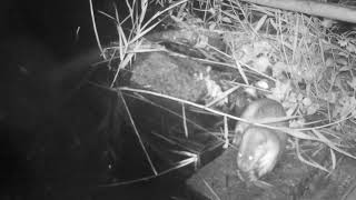 水獺夜間監測影片 覓食行為│金門國家公園│Kinmen National Park