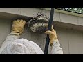 unicorn hornet nest wasp nest removals