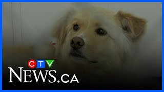 Dealing with pets during wildfire evacuation