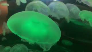 Green jellyfish Vancouver 1