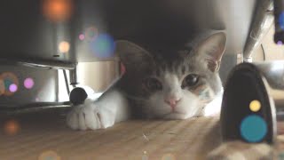 狭い机の下に隠れる子猫が窮屈そうだけど可愛すぎた‼️