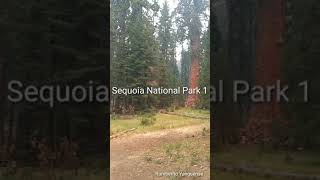 Sequoia National Park #1 Parque Nacional Sequoia #1 California 🇺🇸