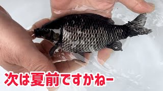 豊悦さんの金魚は当分入らないです【アクアグァポスさん】